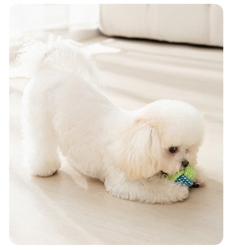 Since Hi Handy Gadget Teddy Bichon Small Puppies Dog