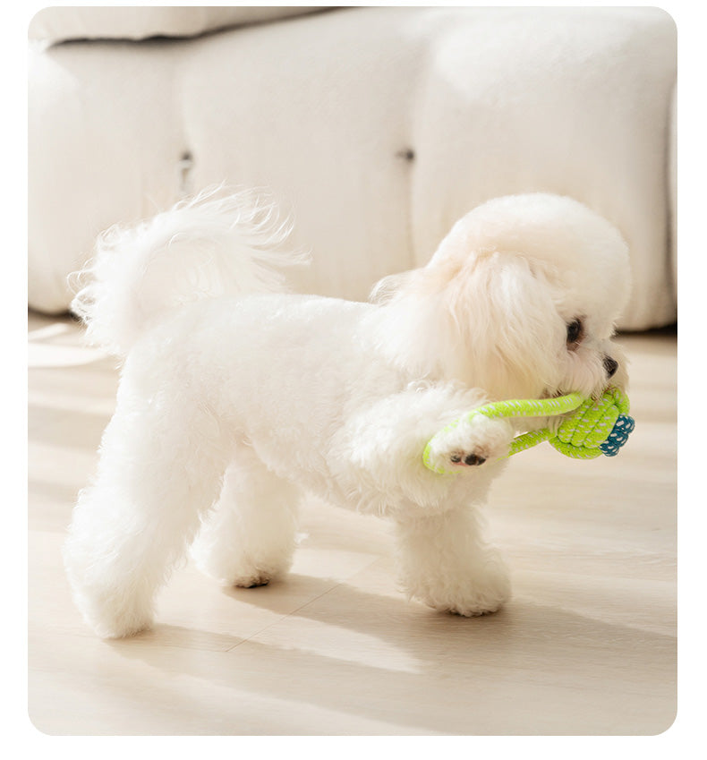 Since Hi Handy Gadget Teddy Bichon Small Puppies Dog